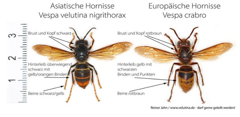 Asiatische Hornisse - Merkblatt